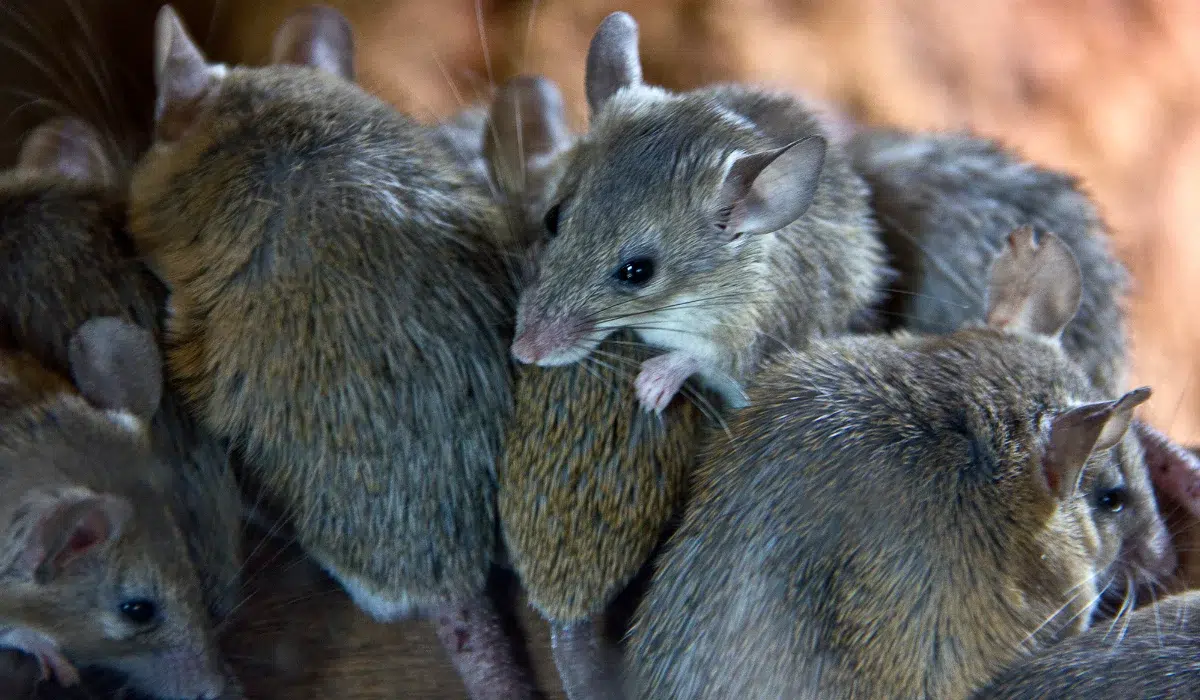 Mice (1)