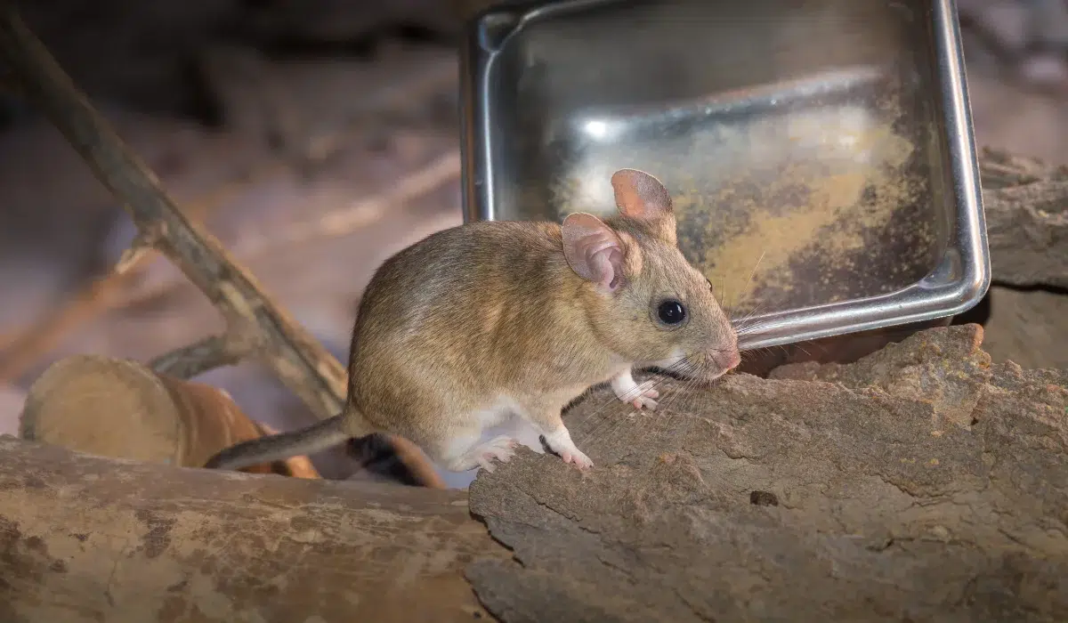 Pack Rat (1)