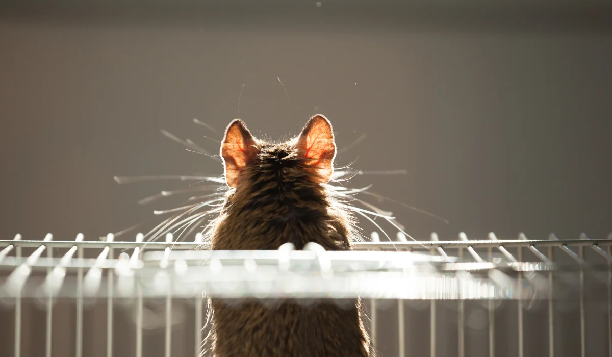 Rodent After Treatment
