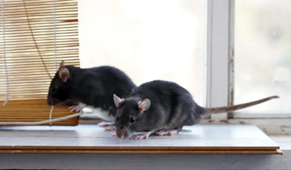 Rodent Invading