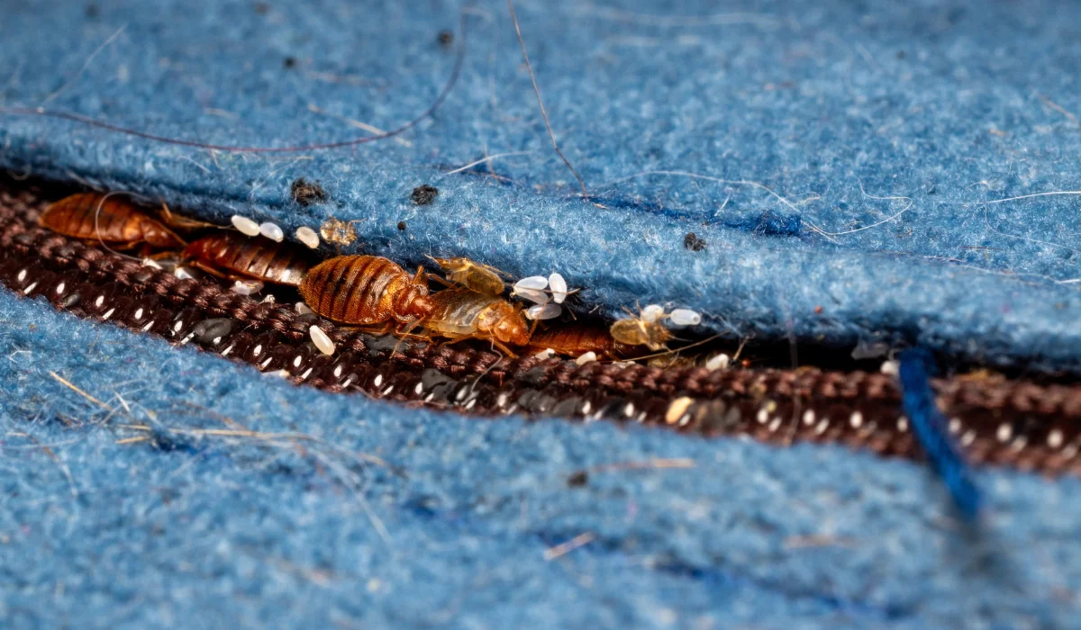 Bed Bugs In A Mattress Seam