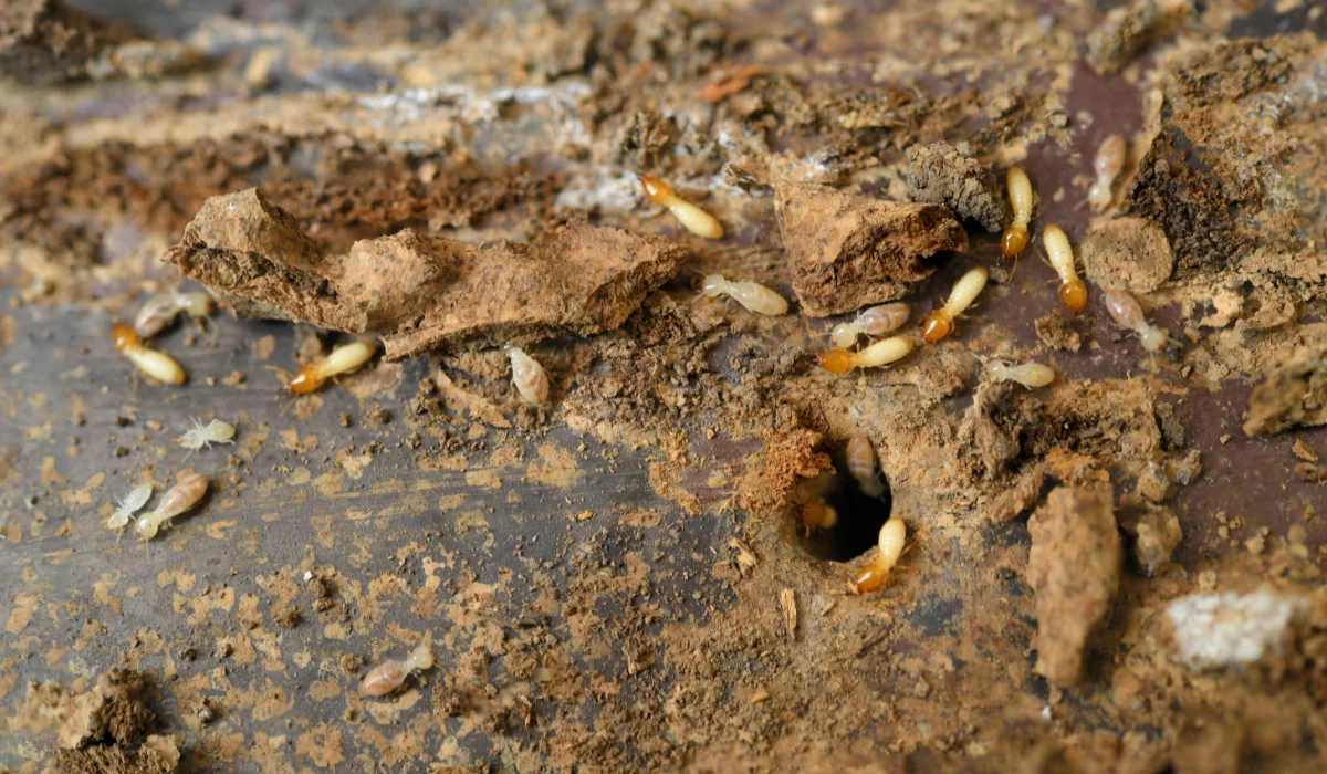 Termite, Ant, White Ant Termites Eat Wood And Destroy Buildings.
