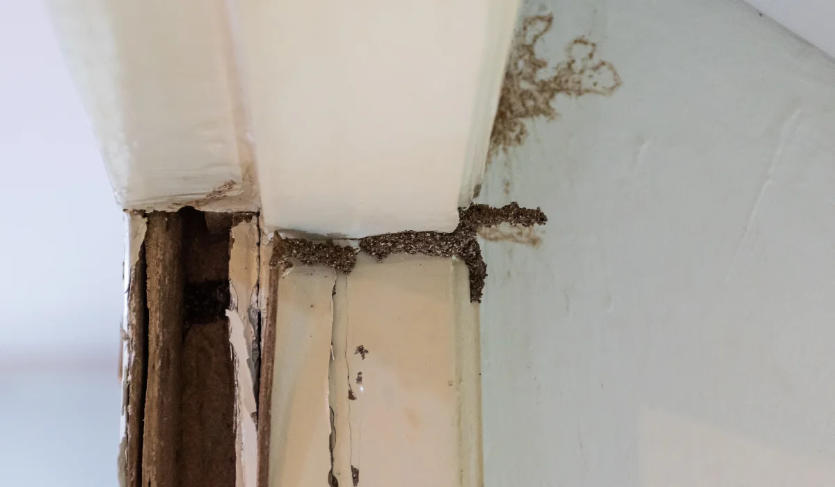 House Termite Sign