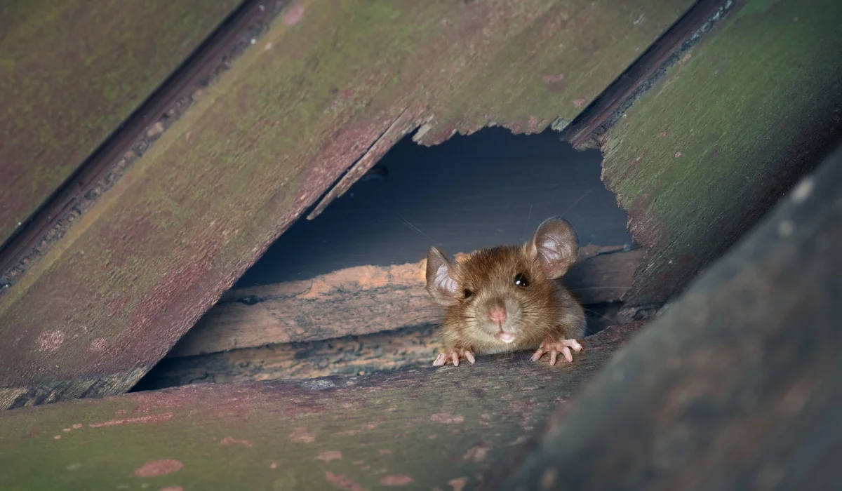 Roof Rat Attic