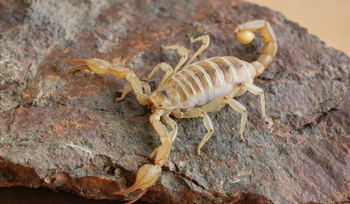 Scorpion