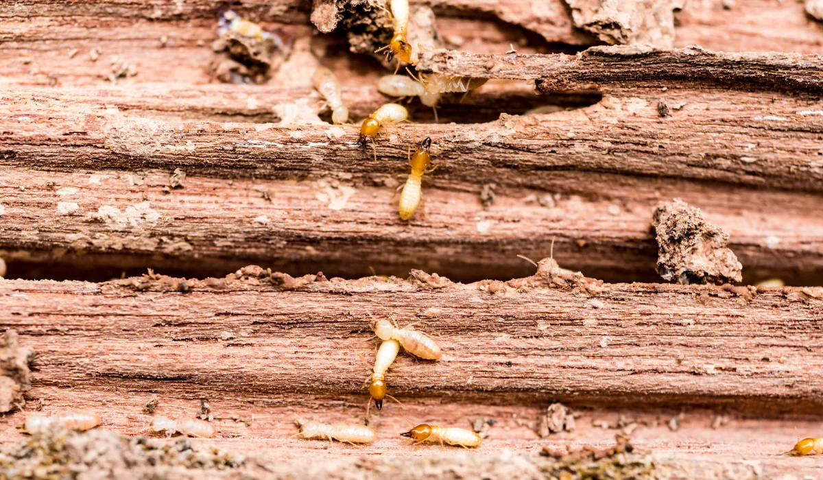 Termites (3)