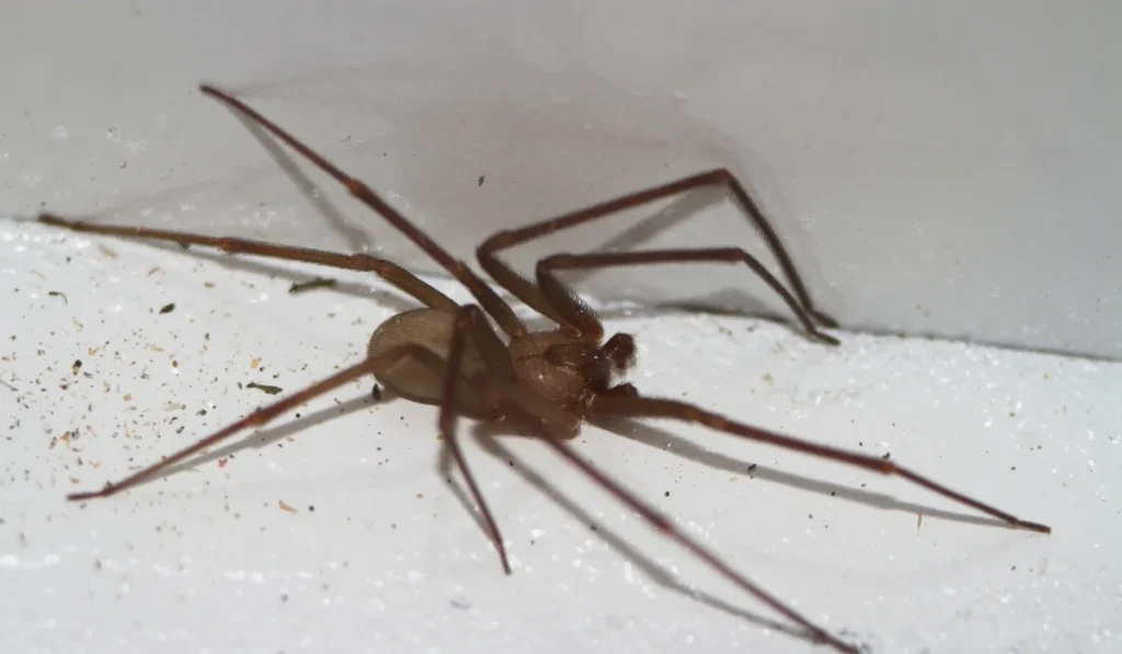 Brown Recluse Spider Mc