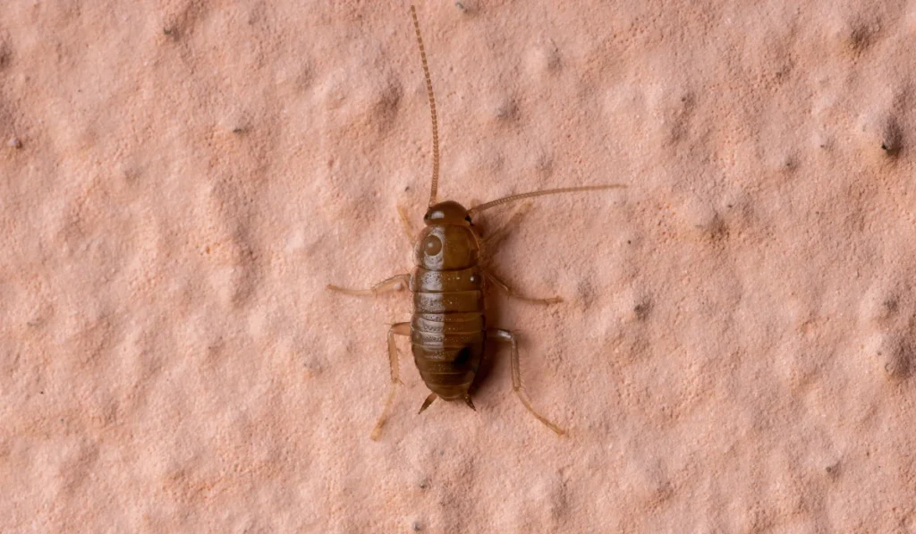 Cockroach Nymphs