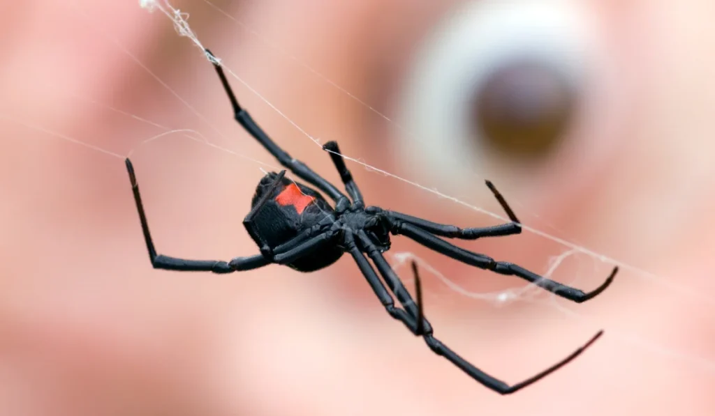 Black Widow Spider