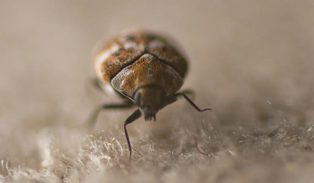 Carpet Beetle (1)
