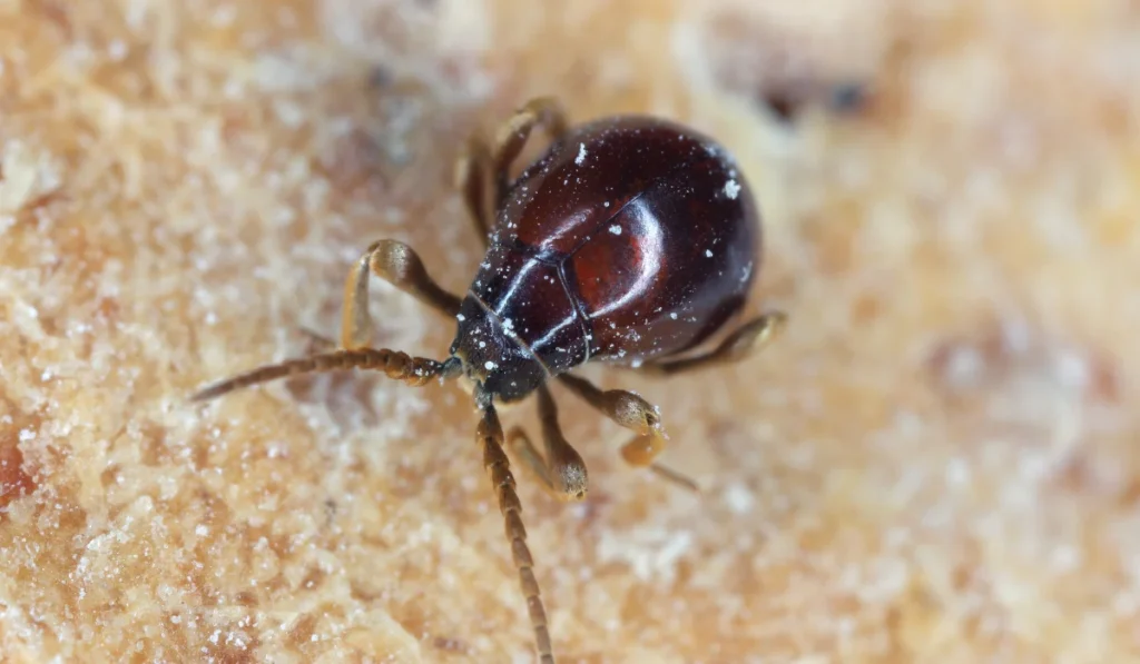 Spider Beetle