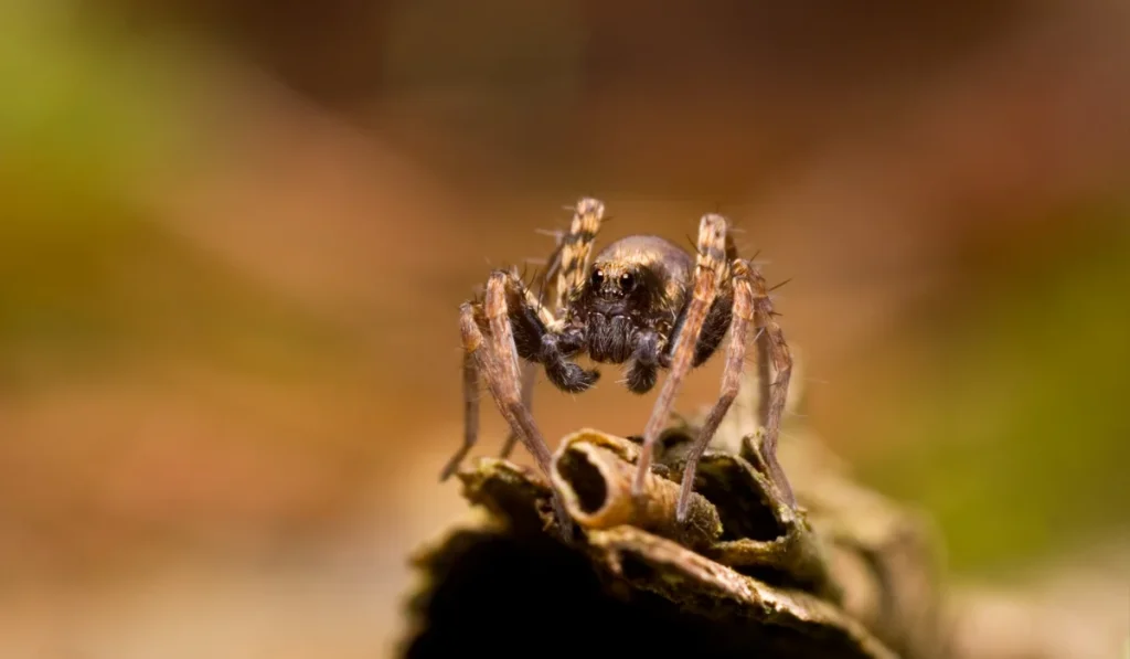 Wolf Spider Np