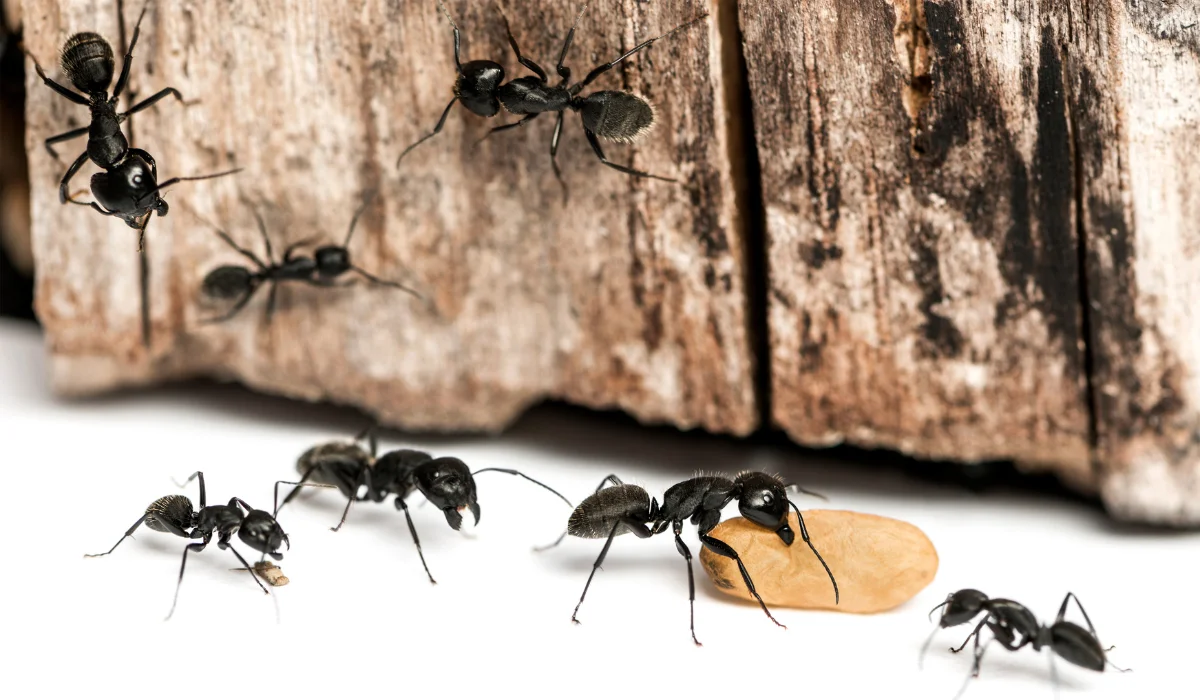 Black Carpenter Ants (4)