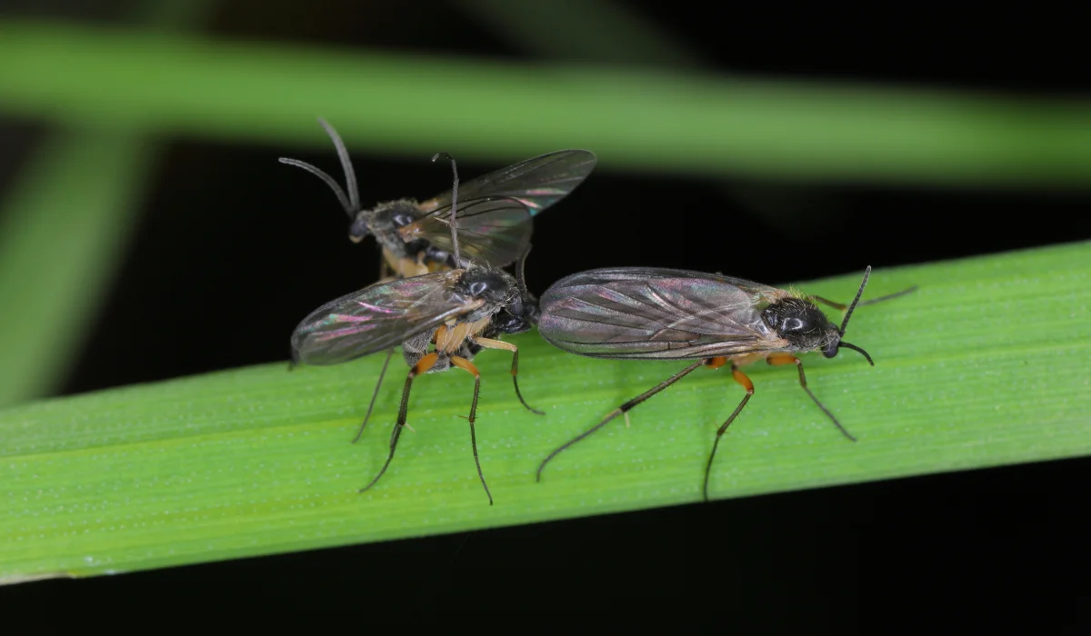 Dark Winged Fungus Gnat