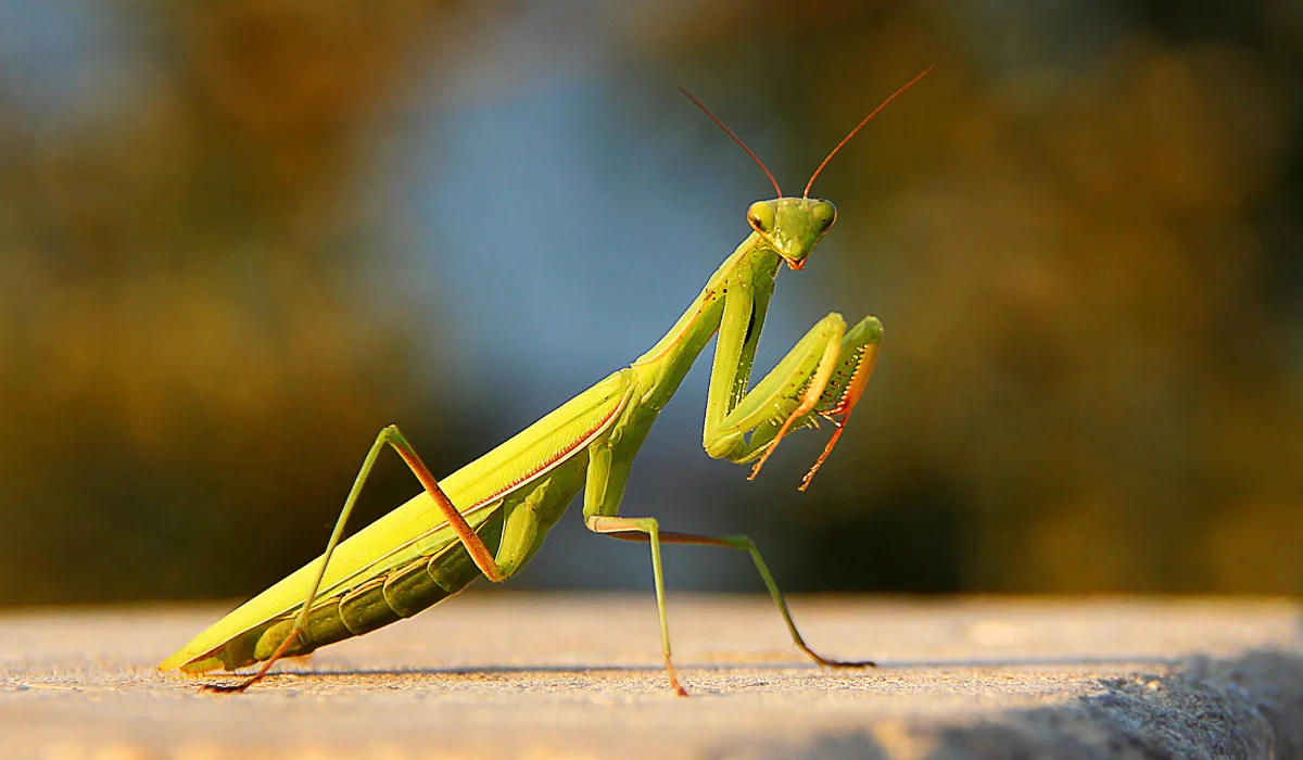 Praying Mantis