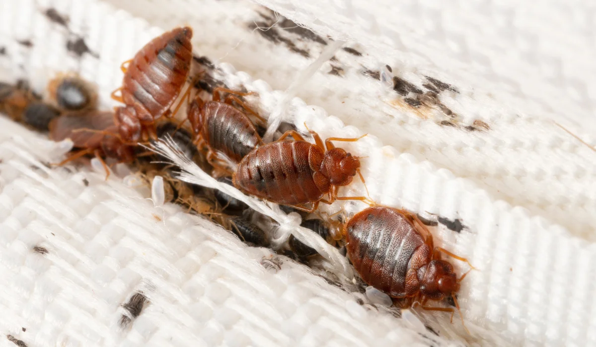 Bed Bug Spreading