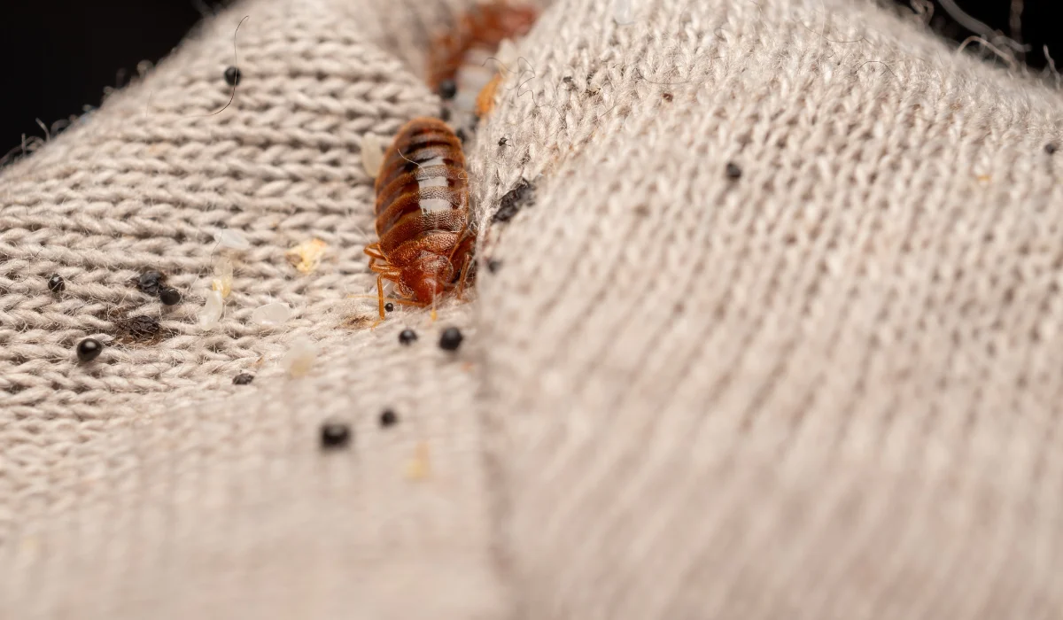 Bed Bug W Feces