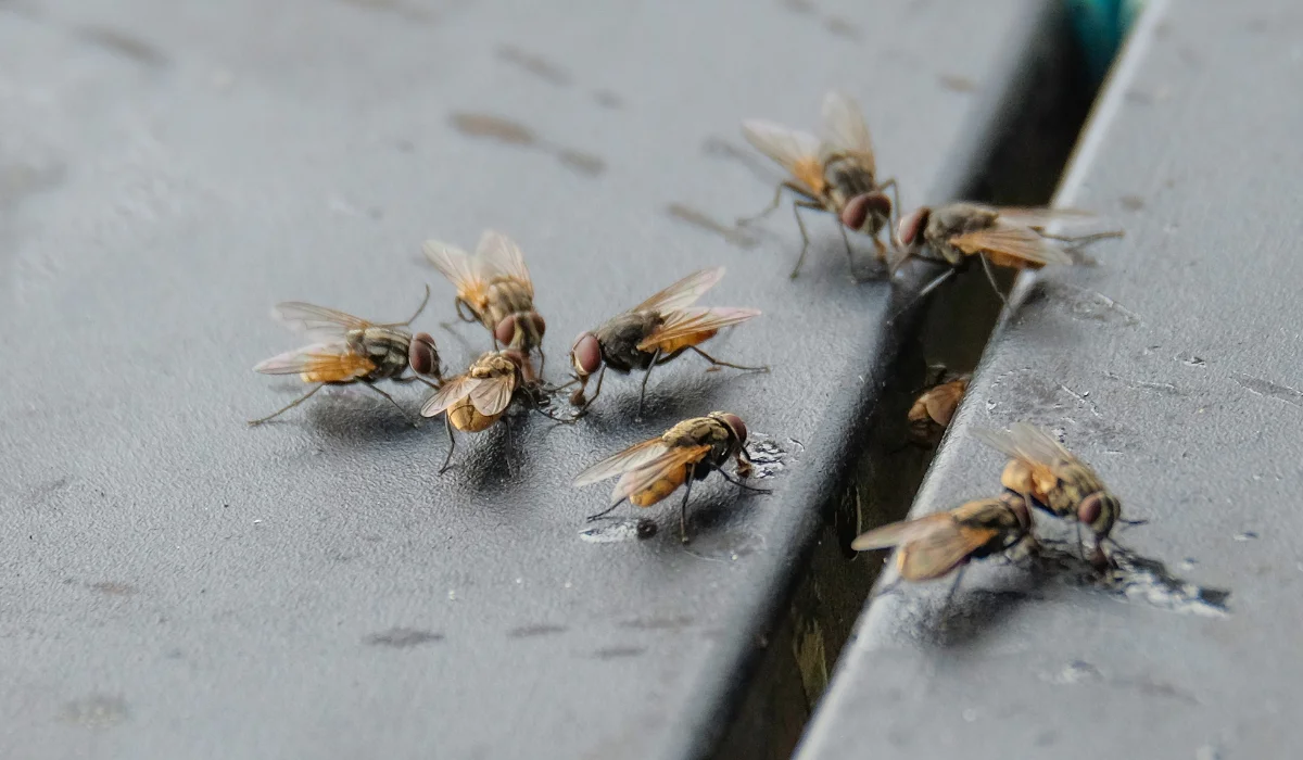 Bunch Of Flies Looking For Leftover Food