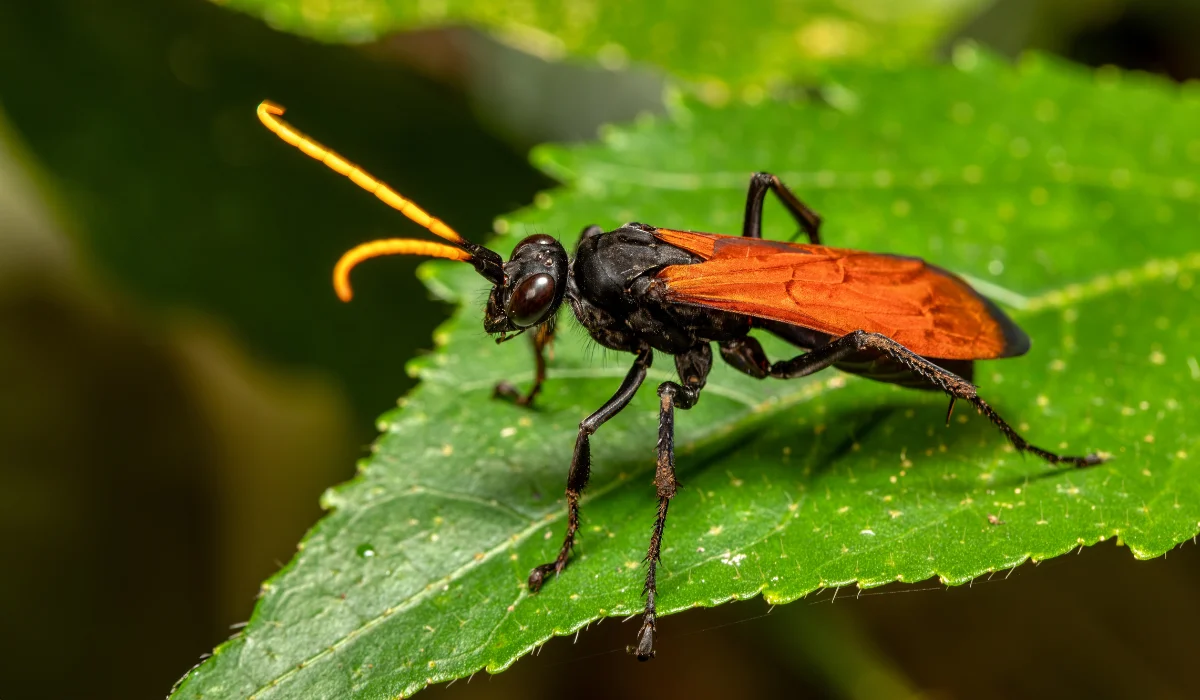Tarantula Hawk Wasp