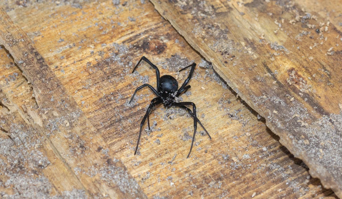 Tiny Black Spider