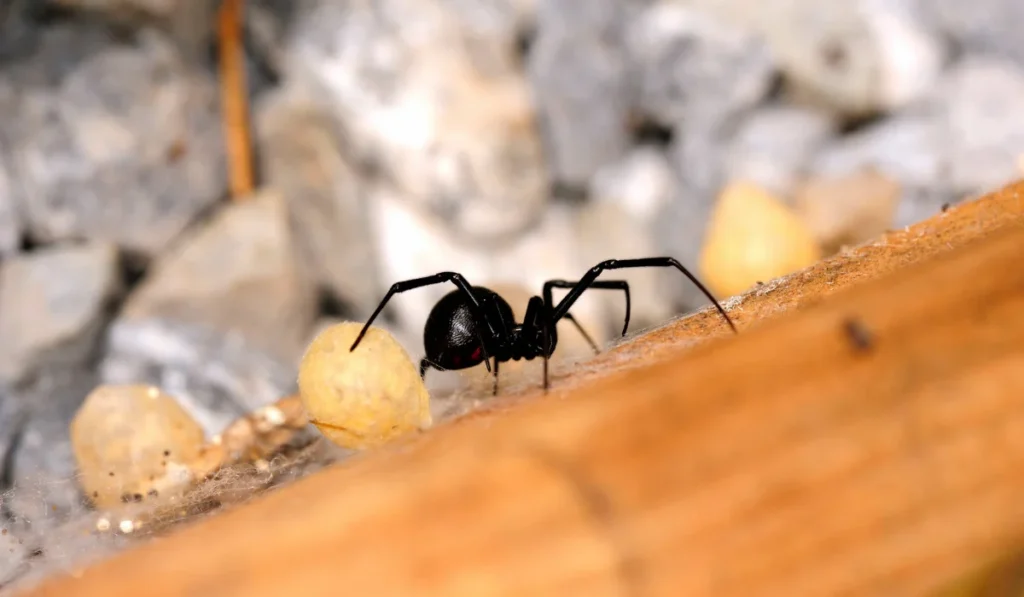 Western Black Widow Spider