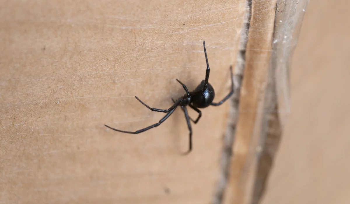 Western Black Widow Spider Featured