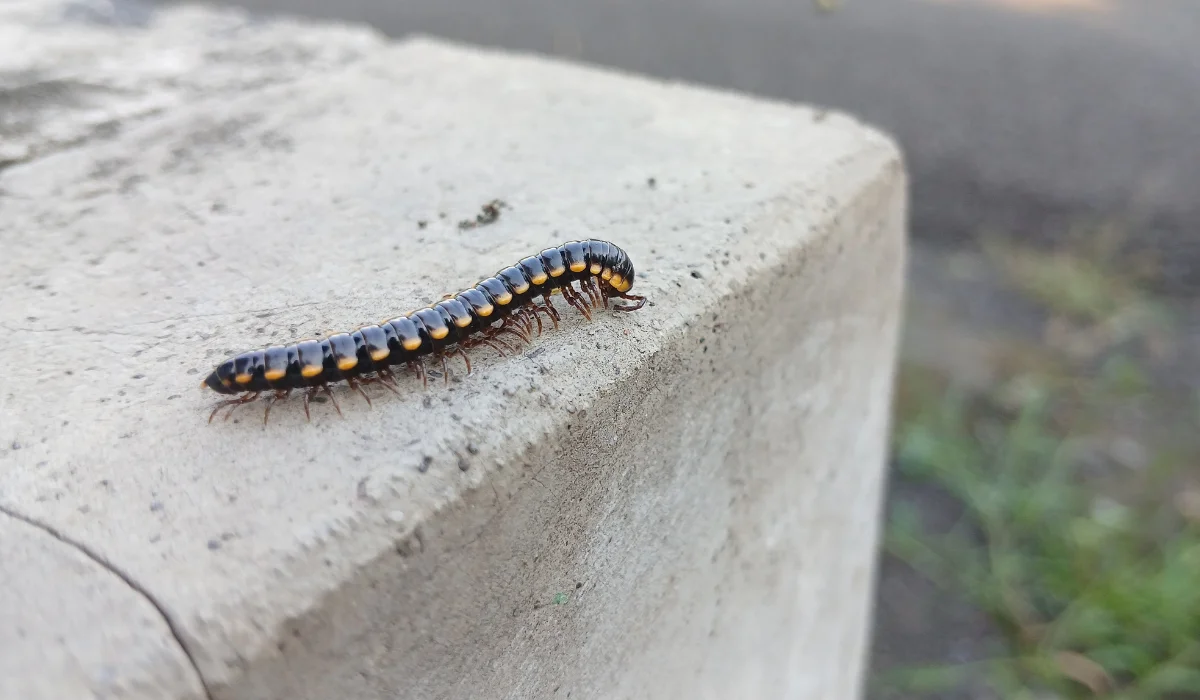 Yellow Spotted Millipede