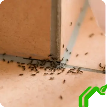 Ants Control Static Image 11