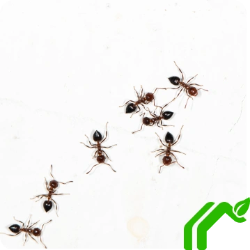 Ants Image