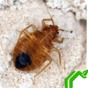 Bed Bug
