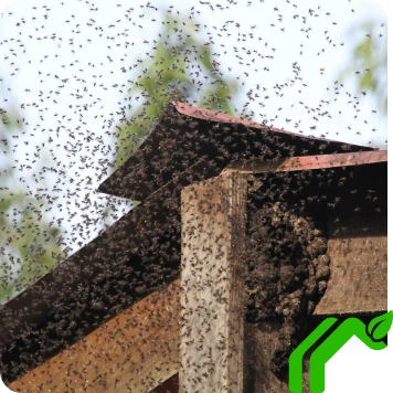Bees Control Static Image 13