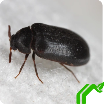 Carpet Beetle