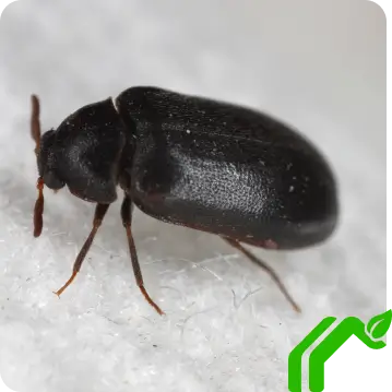 Carpet Beetle