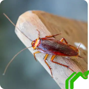 Cockroach