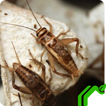 Cricket