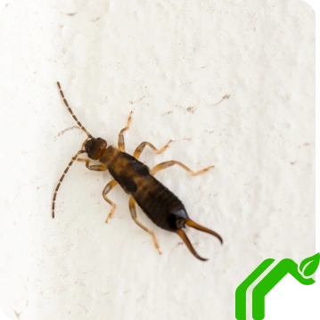 Earwig