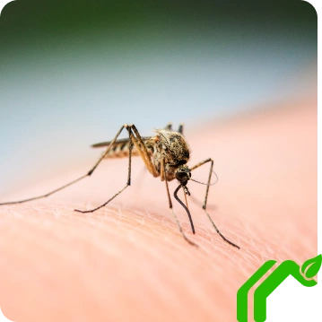 Mosquito