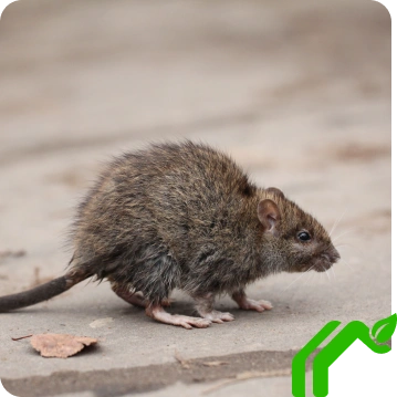 Rat