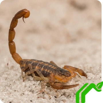 Scorpion