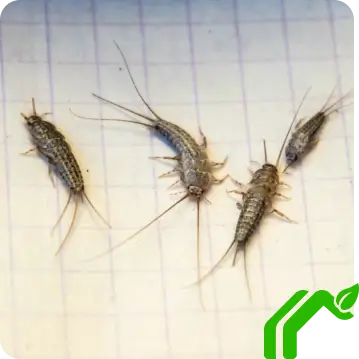 Silverfish 2