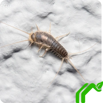 Silverfish