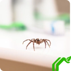 Spiders Control Static Image 15 250x250