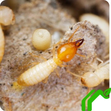 Termite