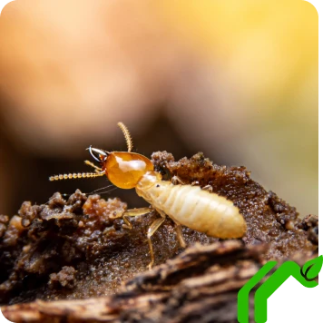 Termites Control Static Image 1