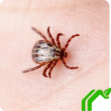 Ticks