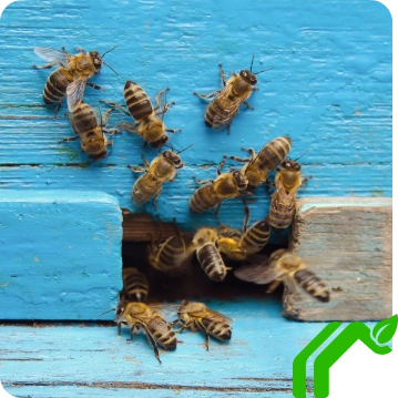 Bees