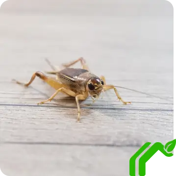 Cricket Image