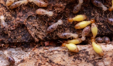 Pest Control Img 3