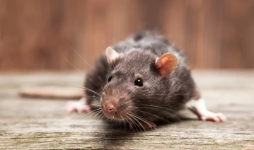 Pest Control Img 5