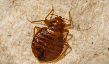 Pest Control Img 6
